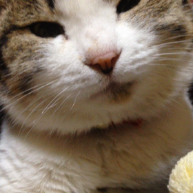 おモーー！の画像