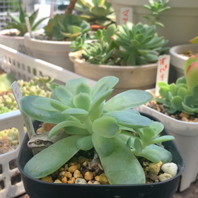 みんなカエルが大好きの画像