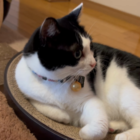 みんなええこやという親バカですの画像