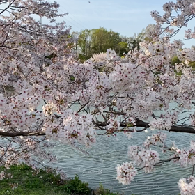 桜ひらひらの画像
