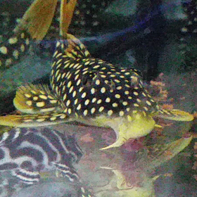 ゴールドエッジマグナムプレコ❤の画像