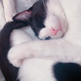 ハチワレがぁちゃん　もふもふゴロゴロ　ワタシの心をいつも救ってくれます∩^ω^∩の画像