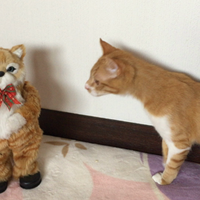 ▶︎おちゃめVS壊れかけの猫の画像