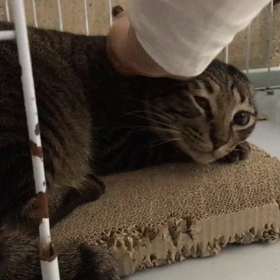 褒められて伸びるタイプの画像