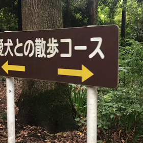 ♪お散歩動画♪砧公園♪の画像