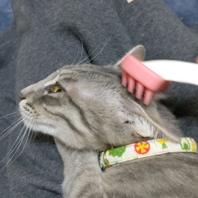 スシ郎くんの流し目の画像