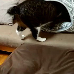 涼しい朝の画像