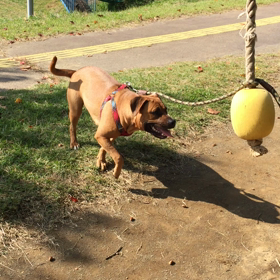 お隣の町の公園の画像
