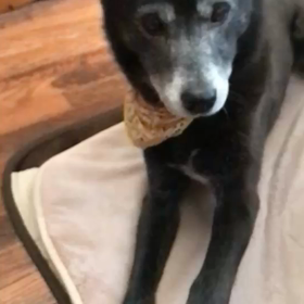 生ジャックの画像