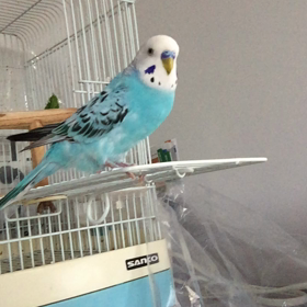 3本立て動画の画像