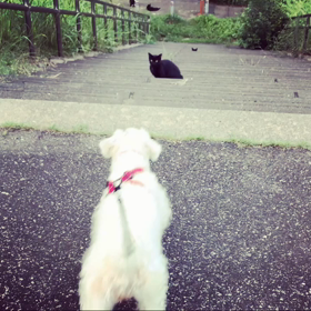 だめだやっぱり敵わない・・・の画像