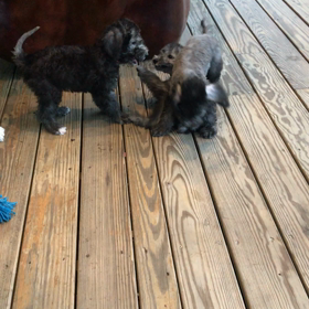 ベドリントンテリア の気質？の画像