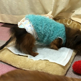 ジョ－ジが立った！の画像