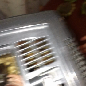 決定的瞬間！カブトムシの子作り！の画像