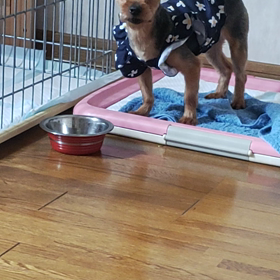 譲渡会だよの画像