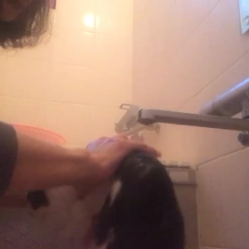 小次郎くんも初シャンプーの画像