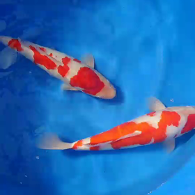 ちがいすぎるｗの画像