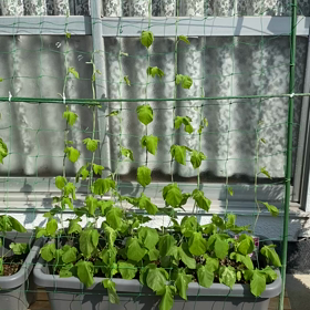 その後のアサガオとヒマワリの画像