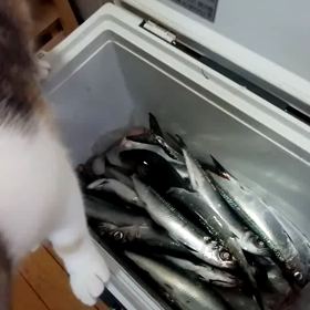 すみれちゃんの画像