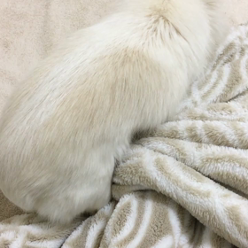 掘り掘りの画像