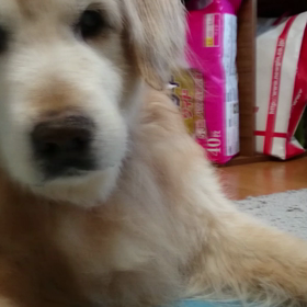 ５月２３日    クマ動画。の画像