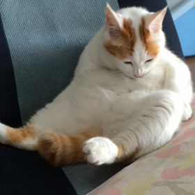 朝のお手入れの画像