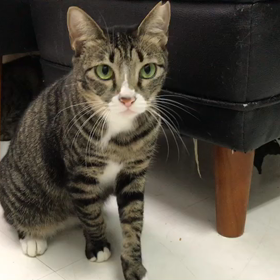 キジ3姉妹のママがケージの外への画像