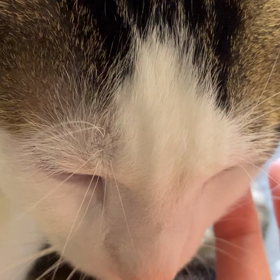 久しぶりの指しゃぶりの画像