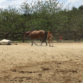 今日のローラの画像