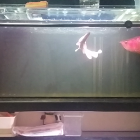 おやすみなさい(￣￢￣)の画像