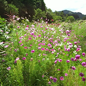 今日はコスモスの日の画像
