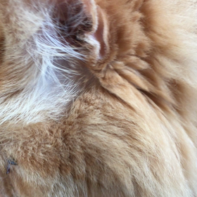 あ〜、おれだけど（ふんぞり返り気味に）(^^;の画像