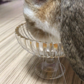 食べる！食べる！の画像