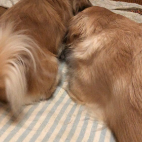 ひょっこりはんリナの画像