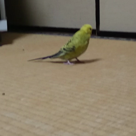 てけてけてー♪の画像