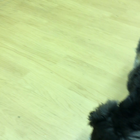 マックスくんのお稽古の画像