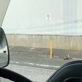 道端にカルガモ歩いてる〜の画像