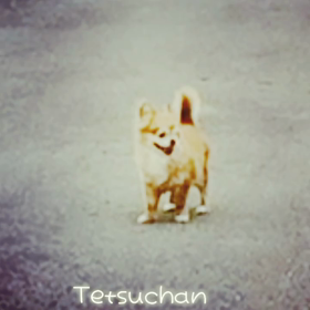 テッちゃんの49日でしたの画像