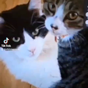 ラミとルマル擬人化動画の画像