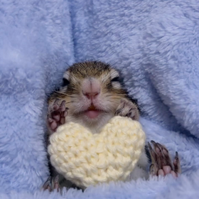 抱っこぷぅちゃん♪の画像