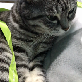 バレンタイン？！猫はあれに夢中❤️の画像