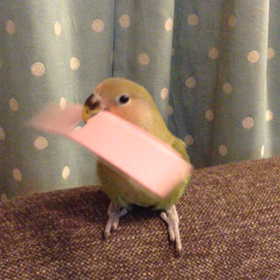 小顔効果の画像