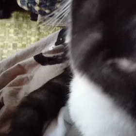 琥珀くんと#猫じゃすりの画像