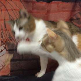 猫じゃらしwの画像