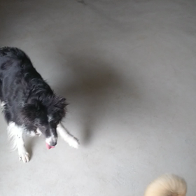 プレイグループとエンリッチメントの画像