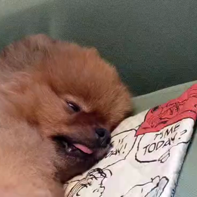 「私はあずきちゃんになりたい」wwwの画像