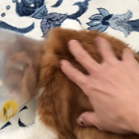 甘えん坊のおあげくんの画像