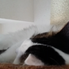 よしお君の画像