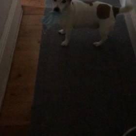 ズル賢い犬の癖の画像