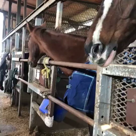 みきゃん vs カルロスの画像